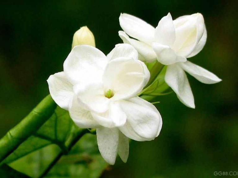 Can Relaxing Aromas Help You Sleep Better?