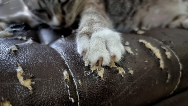 how to stop a cat from scratching furniture